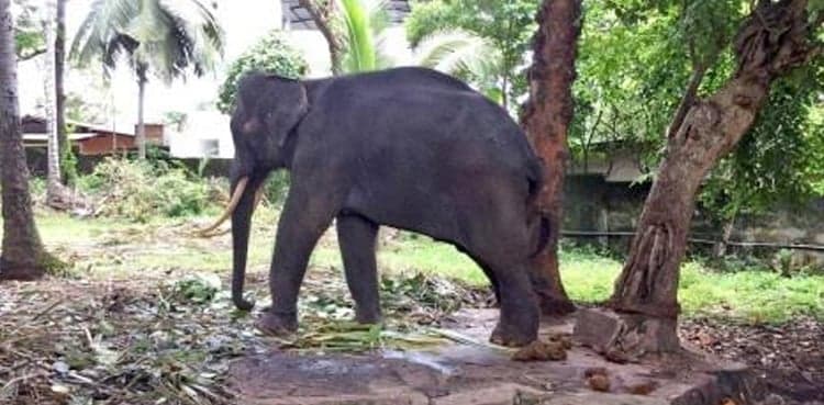 Video of keeper mercilessly whipping elephant in temple sparks outrage