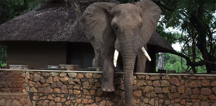 WATCH: Elephant climbs five-feet wall to steal mangoes
