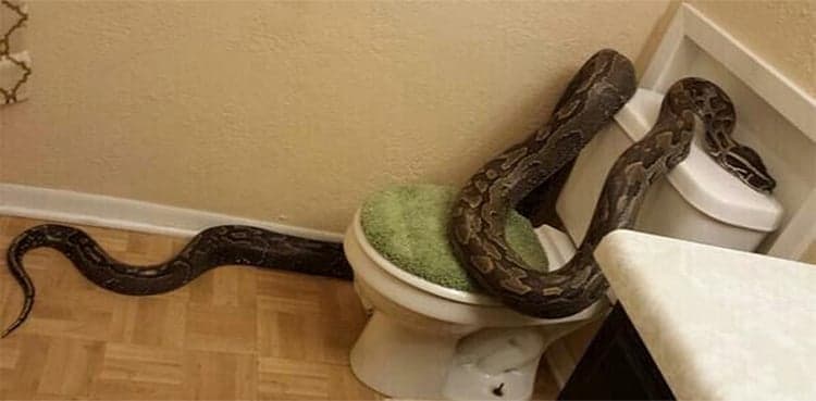 Huge snake found roaming in bathroom