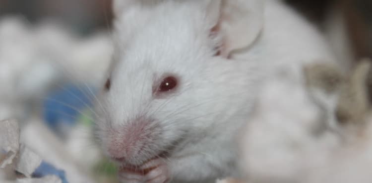 Engineered virus tested on mice offers hope for a vaccine for coronavirus