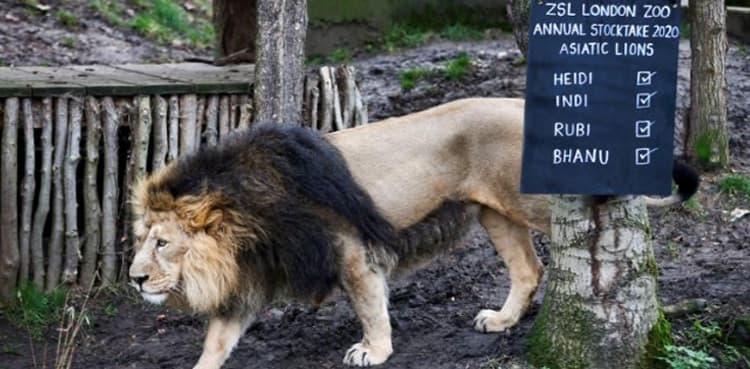 Coronavirus: World’s oldest zoo seeks donations to safeguard animals