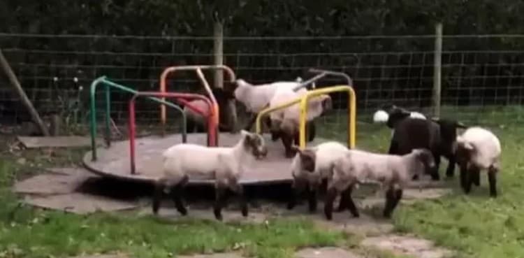 WATCH: Lambs playing on children’s roundabout amid coronavirus lockdown