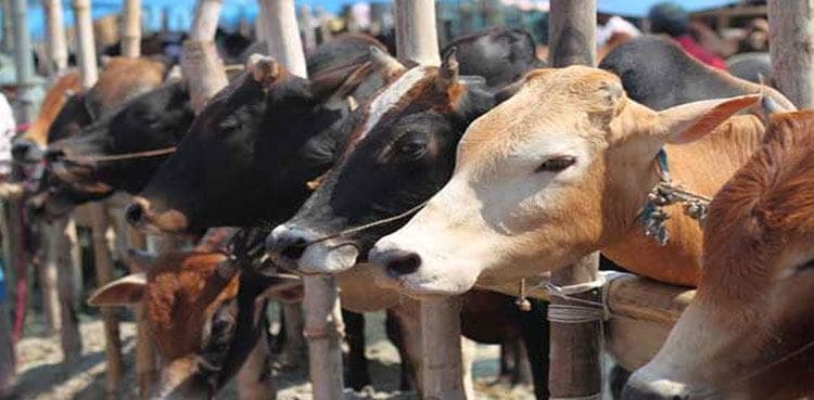 Sindh govt withdraws notification allowing cattle markets to setup