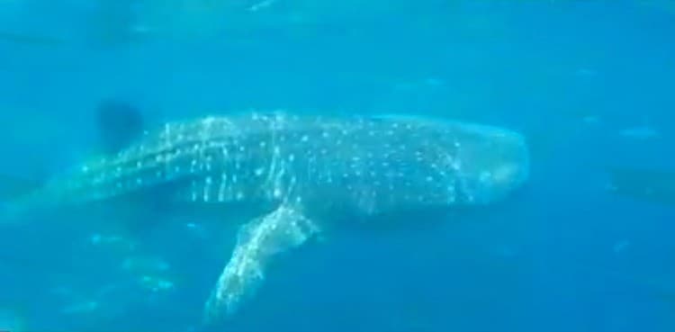 WATCH: Rare whale sighting filmed in deep waters near Karachi sea