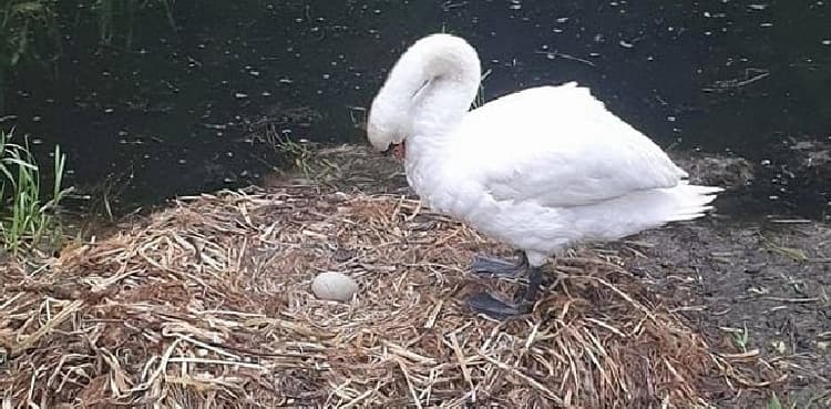 Swan dies of sadness after her unhatched eggs get vandalised
