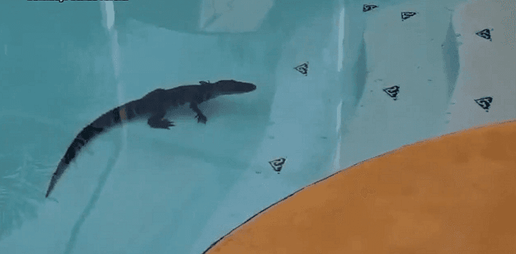Family finds alligator in their swimming pool
