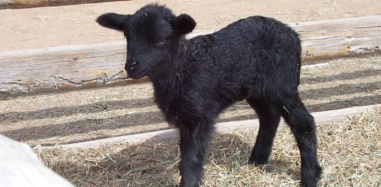 WATCH: Lamb born with one eye baffles villagers