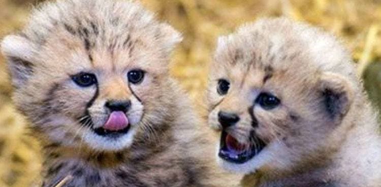 Two cheetah cubs recovered from a house in KP