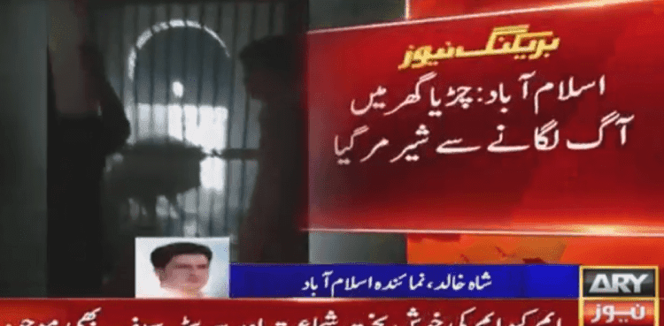 Islamabad Zoo’s lion dies of suffocation