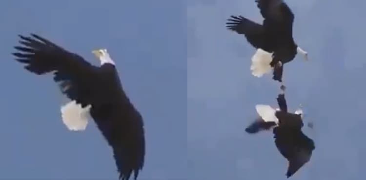 Video of aerial acrobatics of eagles goes viral