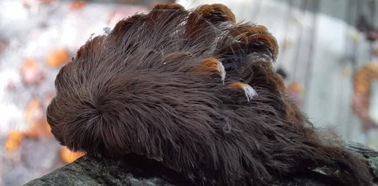US: Officials warn residents of small, hairy, venomous creature