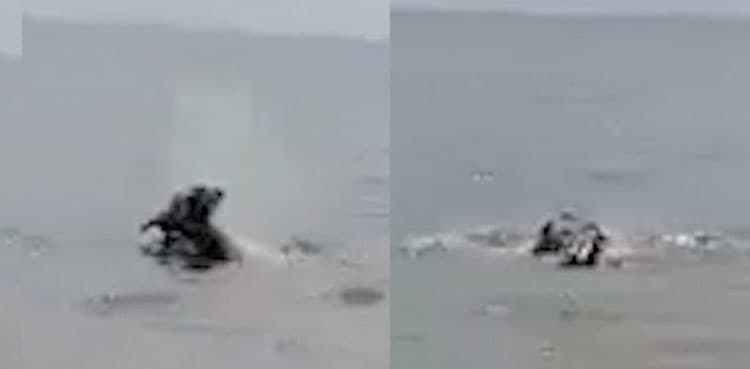 Horrific video shows killer hippo dragging child to death