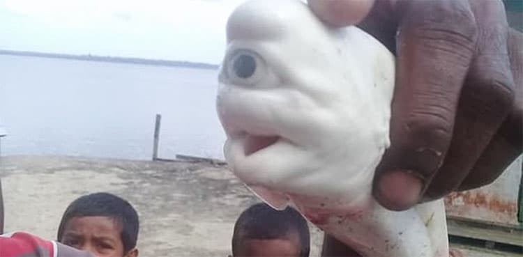 Fisherman discovers rare one-eyed baby shark