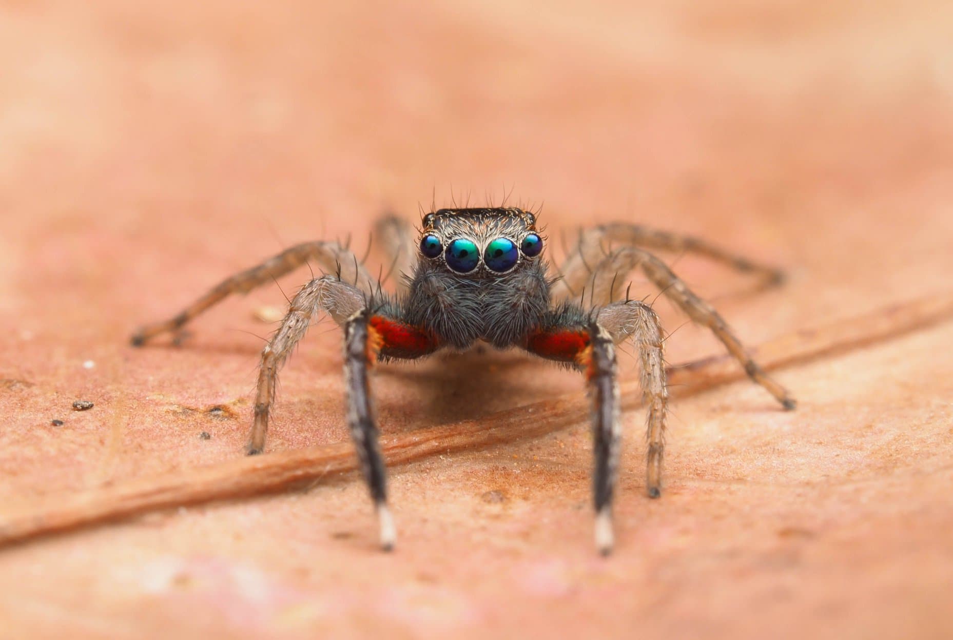 Video: Huntsman spider interrupts female health official's briefing