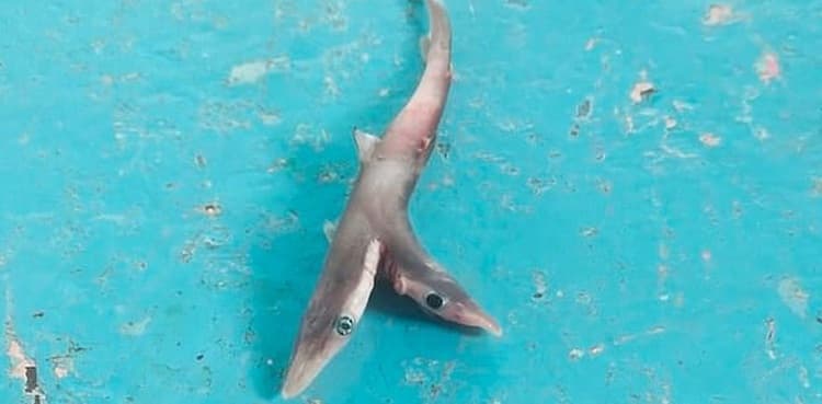 Mutant two-headed shark discovered by fisherman