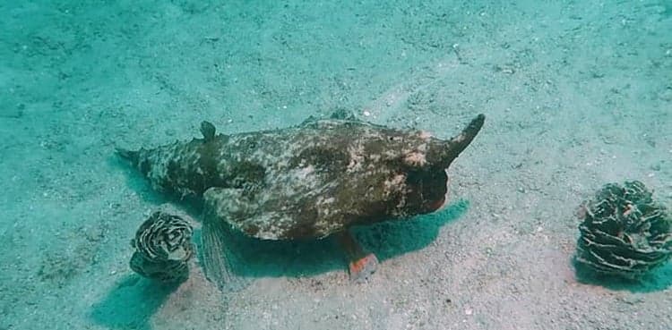 'Strangest fish' walks along sea floor using its fins for legs