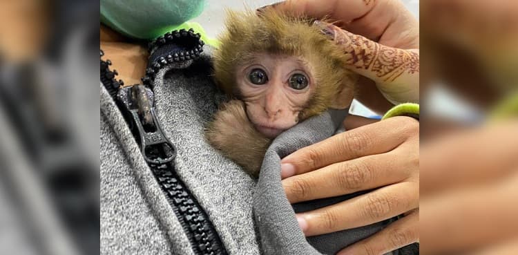 Karachi authorities rescue baby monkeys from Empress Market cages