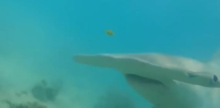 Diver fights off charging hammerhead shark with camera