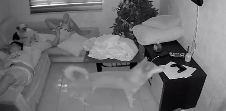 WATCH: Dogs literally eat boy's homework