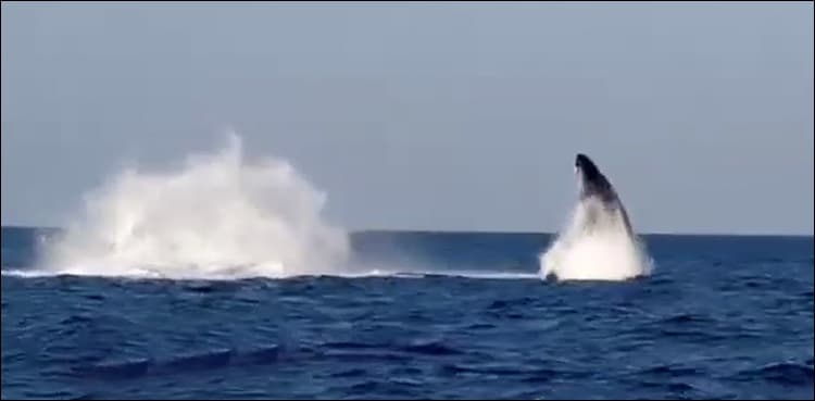 Rare humpback whale sighted off Balochistan coast