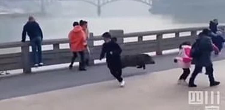 Wild boar terrifies locals after storming through a busy street