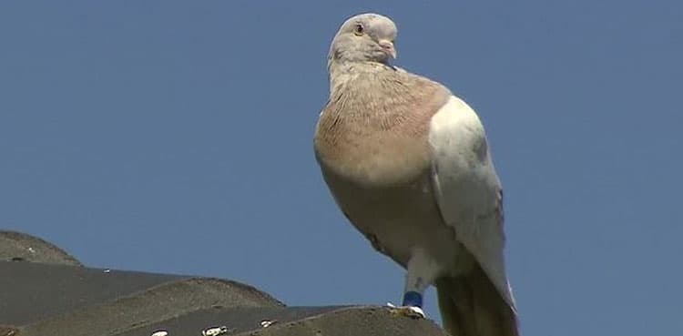 Australia to kill racing pigeon that survived 13,000km journey from US