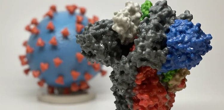 Most antibody drugs ineffective against Brazil coronavirus variant