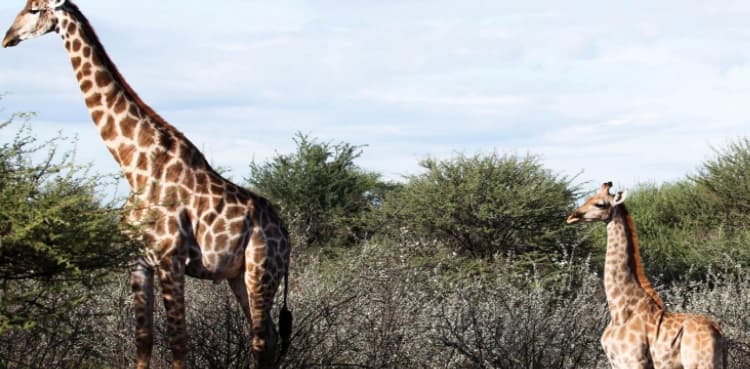 WATCH: Scientists surprised to discover two dwarf giraffes in Namibia, Uganda
