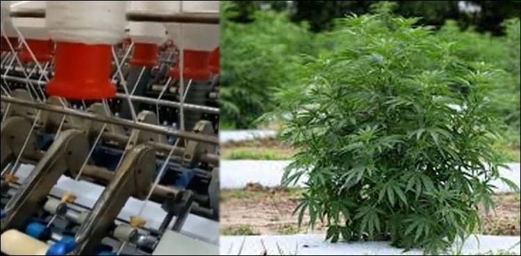 Right use of cannabis? Varsity makes clothing from hemp fabric as cotton substitute
