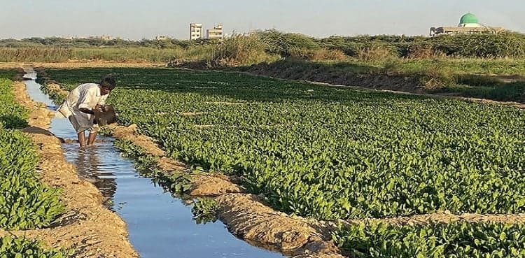 Vegetables grown in sewage in Malir, Korangi destroyed, SHC told