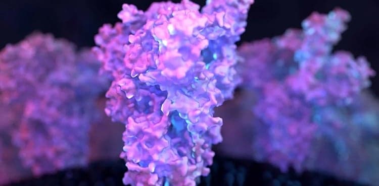 Stronger bonds connect coronavirus variants to infected cells