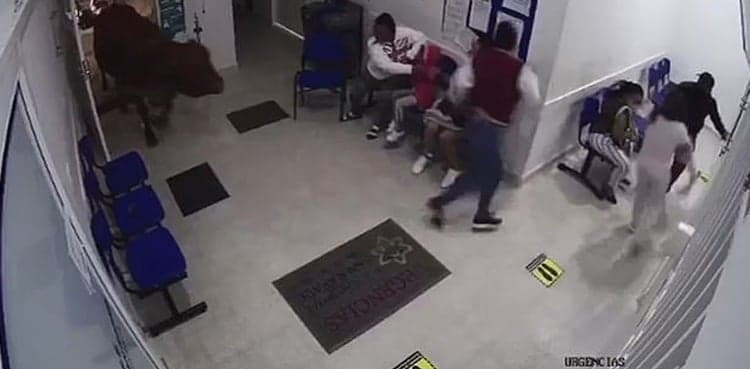 Shocking moment: Escaped cow attacks patients after running into a hospital