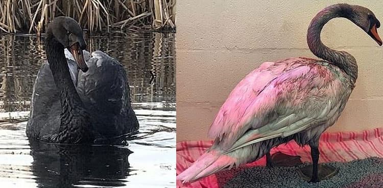 White swan turns black due to 'unknown substance' dumped in pond