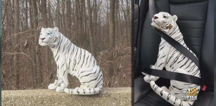 'White tiger' spotted on Maryland highway turns out be 'lifelike-figurine'