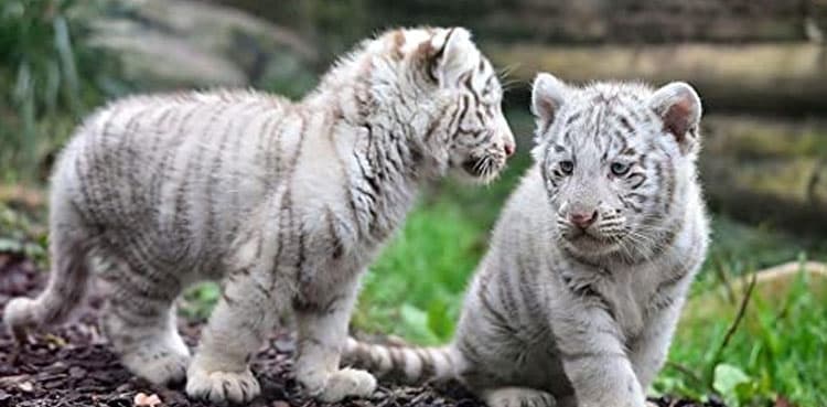 Lahore zoo animals tested for Covid after white tiger cubs' death
