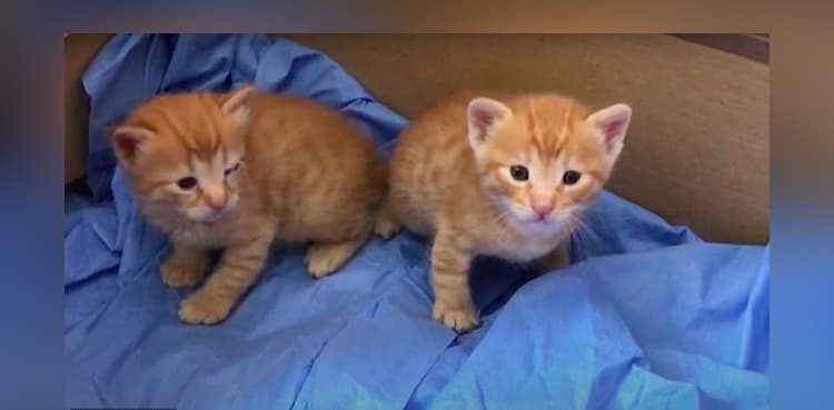 HEART-WARMING: Cat brings to doctor her sick newborn kitten