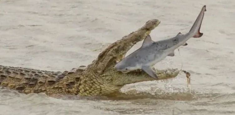 Shocking moment giant crocodile swallows shark