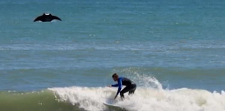 Creature photobombs surfer on Florida beach