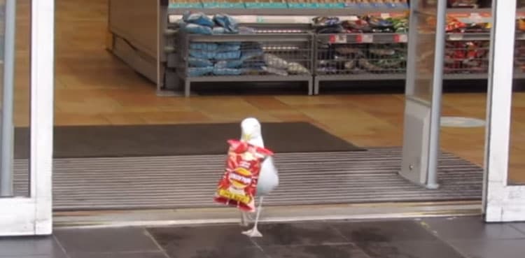 WATCH: Smart seagull steals a pack of chips from supermarket
