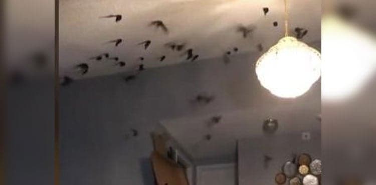 VIDEO: California home overrun by migrating birds