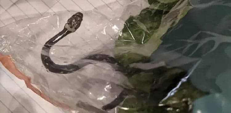 SHOCKING: Family discovers rare venomous snake in lettuce pack