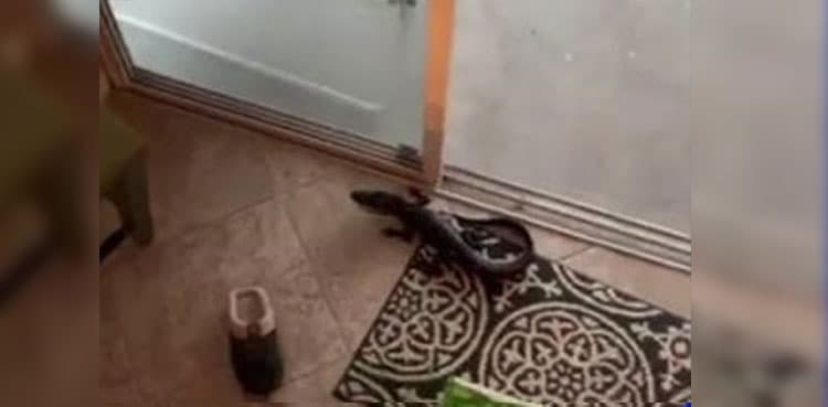 WATCH: Women use mop to eject baby alligator from inside home