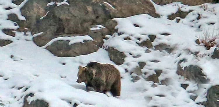 VIDEO: Running through snow, Pakistan's brown bear amazes world
