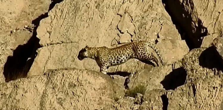 Pair of Persian leopards spotted for the first time in Pakistan