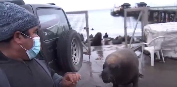 Sea lion crashes interview of Chilean fishermen who calls them 'plague'
