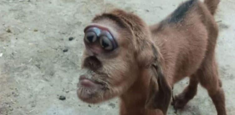 Baby goat born with monkey-like head dies in Egypt