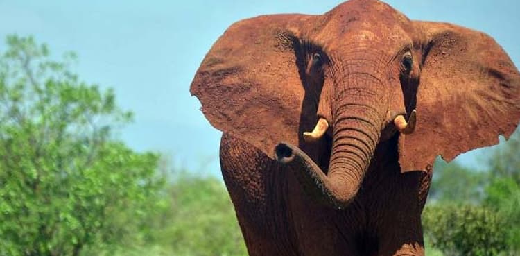 Saudi tourist trampled to death by elephant in park