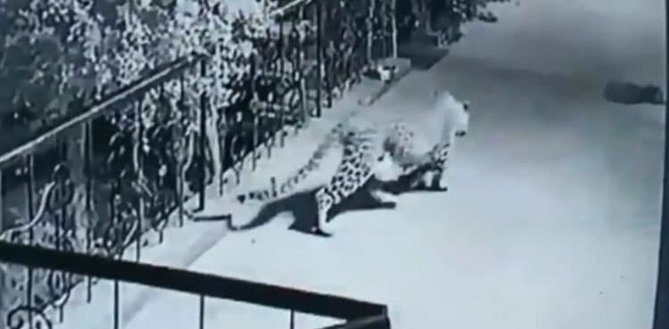 Horrific Video: Leopard hunts pet dog sleeping outside home