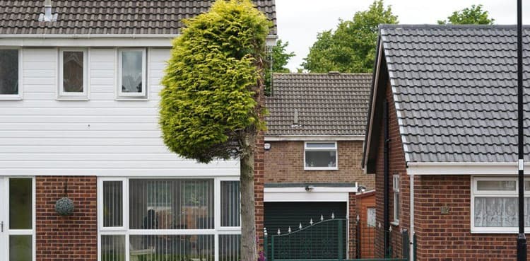 Tree cut in half in neighbourly dispute becomes tourist attraction