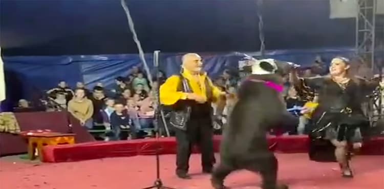 WATCH: Hat & scarf clad circus bear attacks trainer during show